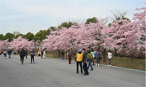 顾村公园樱花节什么人免票_顾村公园樱花节什么人免票的