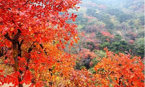 北京香山红叶最佳观赏时间_北京香山红叶最佳观赏时间是几月份